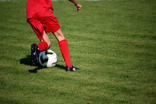 九游电脑版-中国篮球俱乐部青训体系绩效评估方法，篮球俱乐部青训营